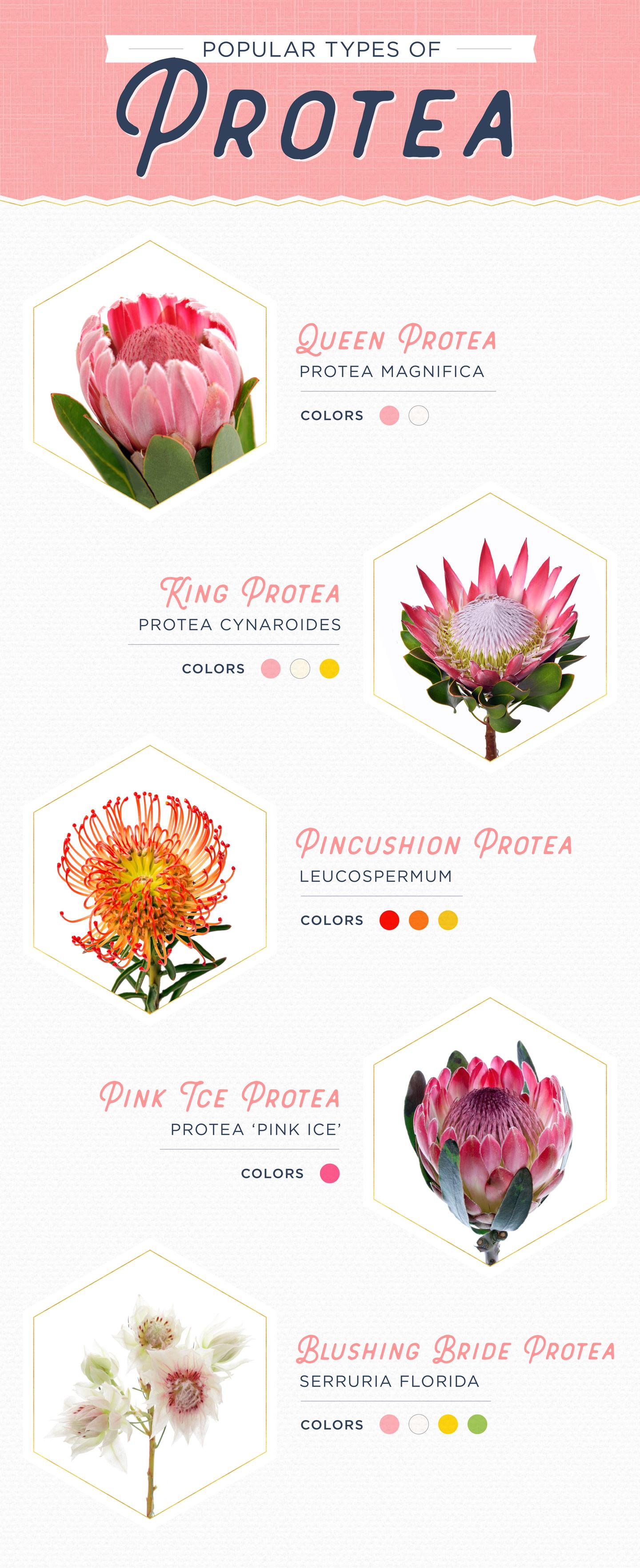 11 Protea Ideas for your Wedding FTD Flowers Philly In Love Philadelphia Weddings