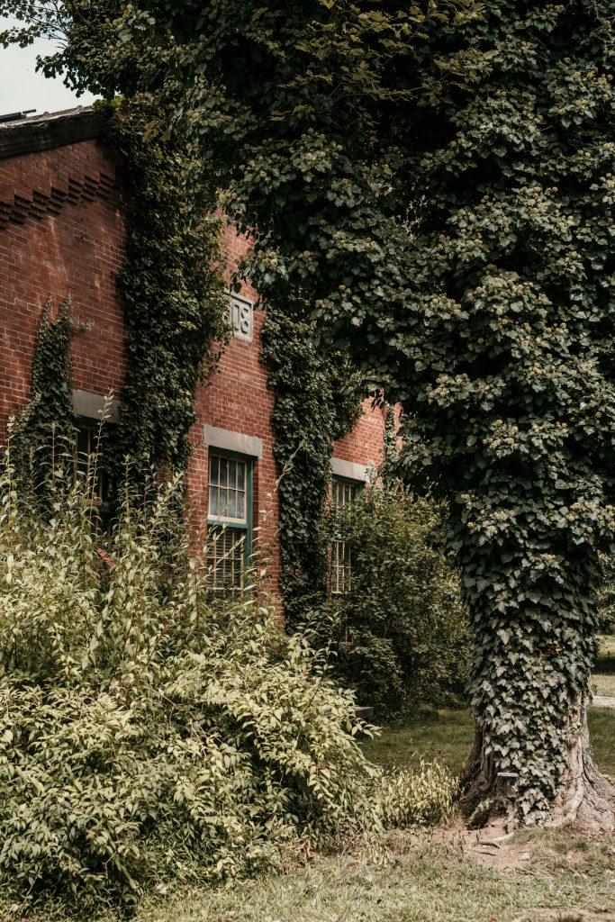 ivy covered brick building