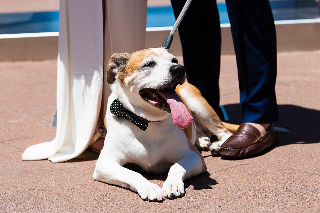 love park wedding ceremony, dog